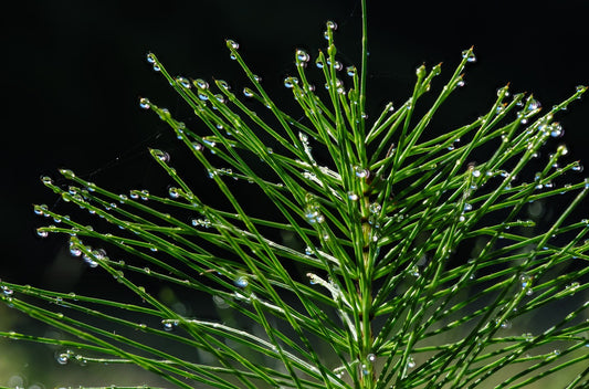 planta natural de cola de caballo