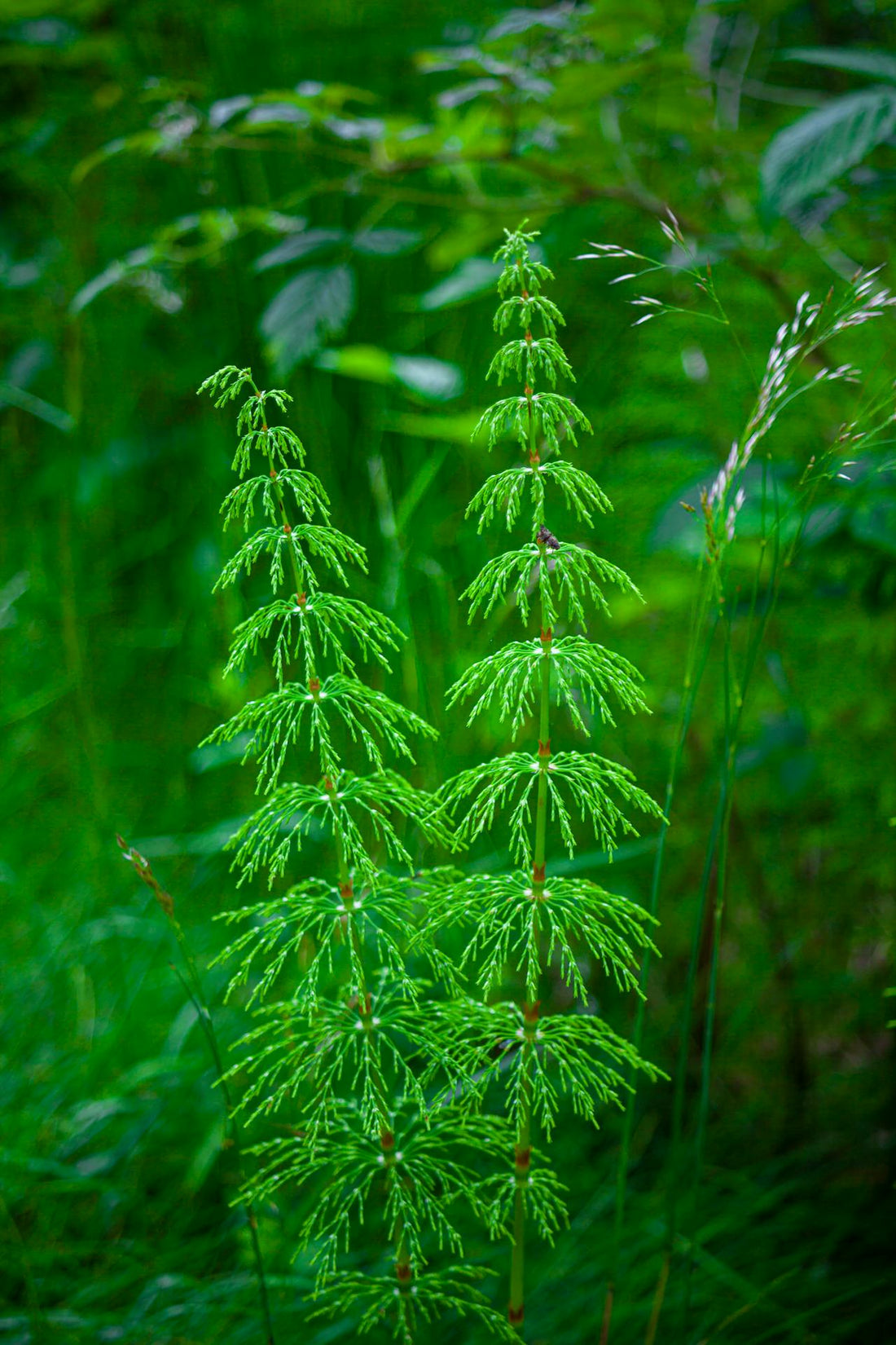 planta de cola de caballo natural